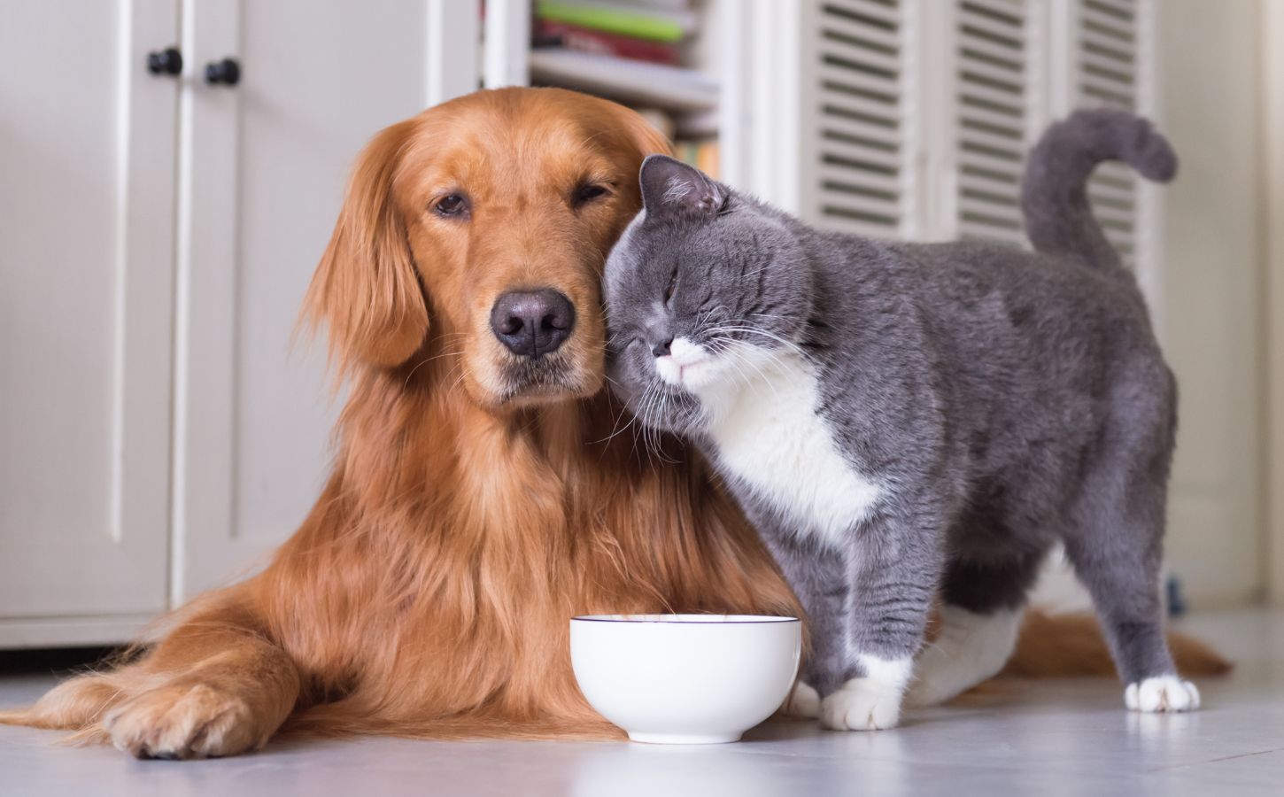 A cat rubbing their face against a golden retriever dog