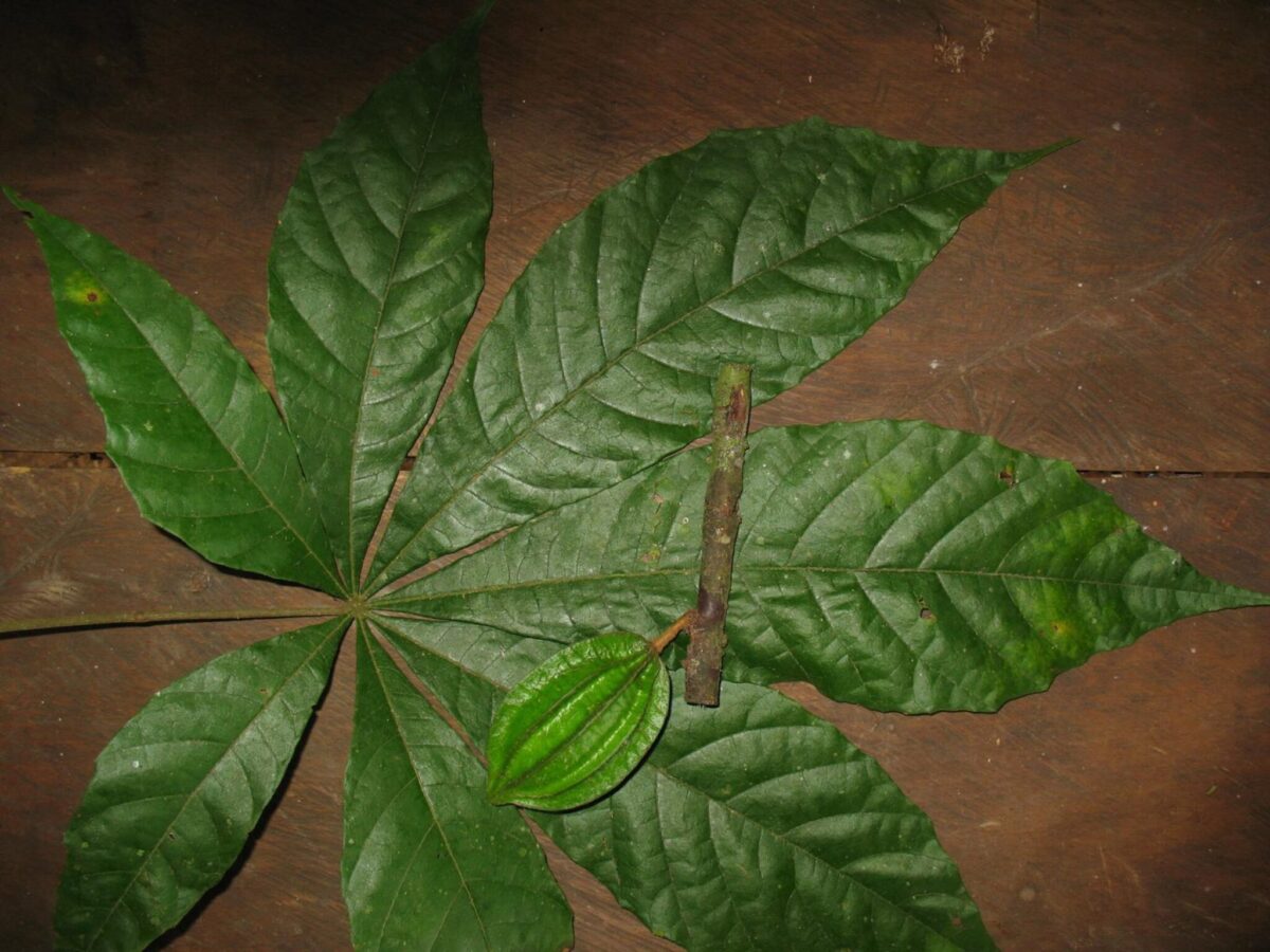 A new leaf that's a close relative of the cocoa leaf, which could help product climate-proof chocolate