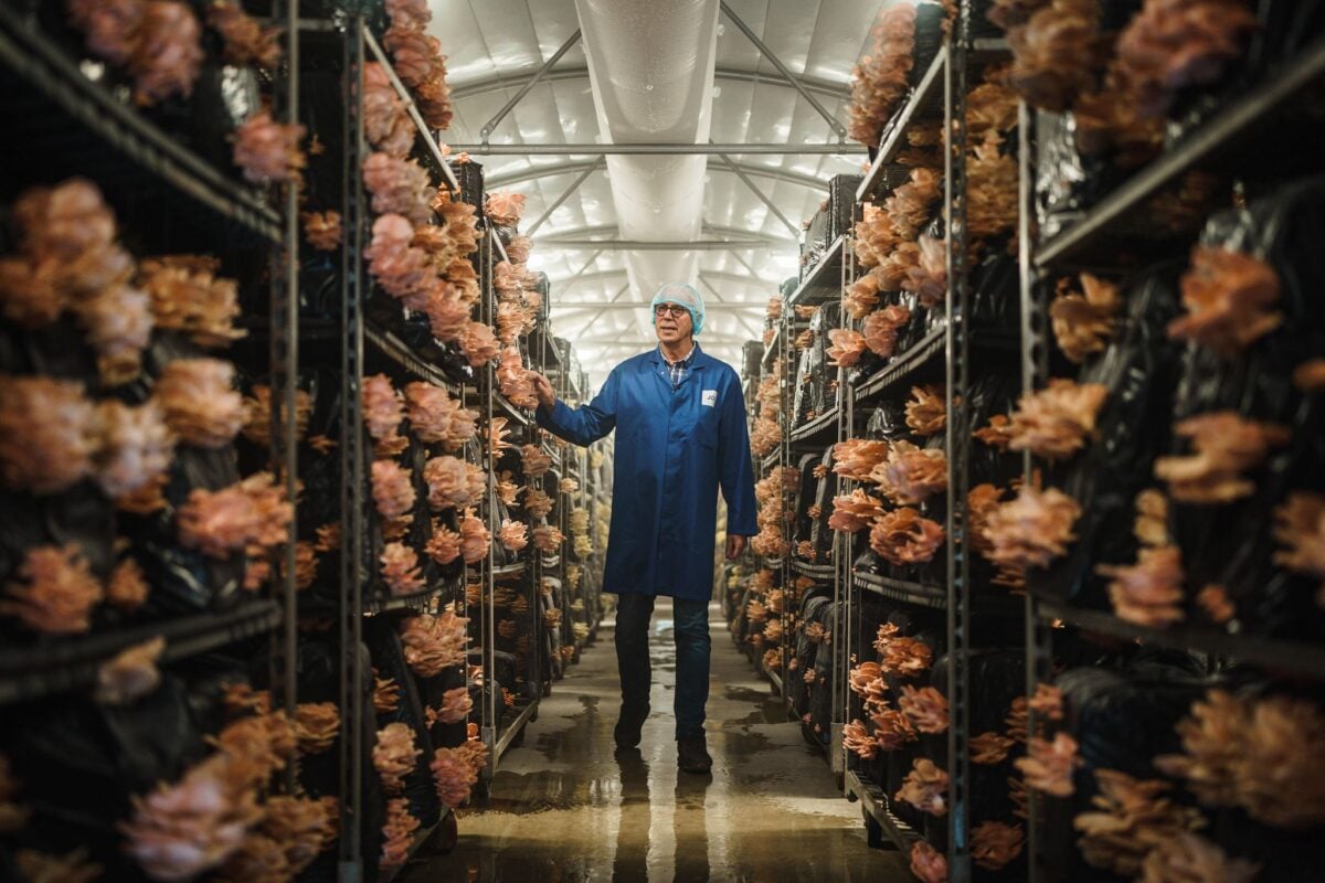 Photo shows someone standing between two tall, long rows of growing mushrooms in an old farm building