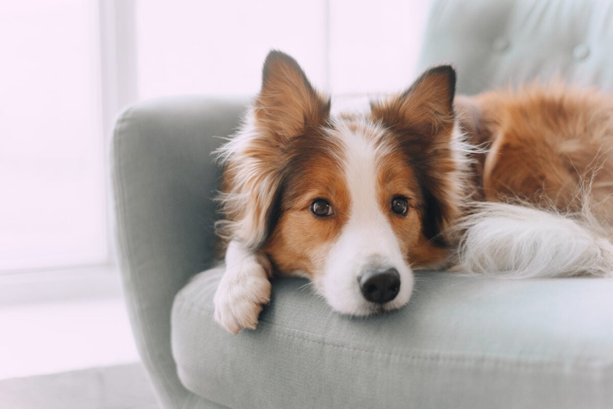 A border collie dog lying on the sofa and staring at the camera