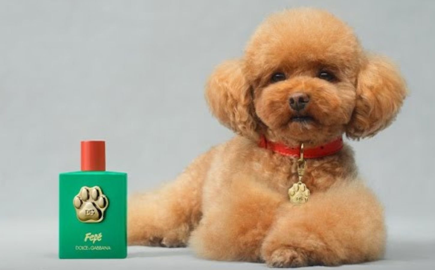 A screenshot of a Dolce and Gabbana advert for its new dog perfume