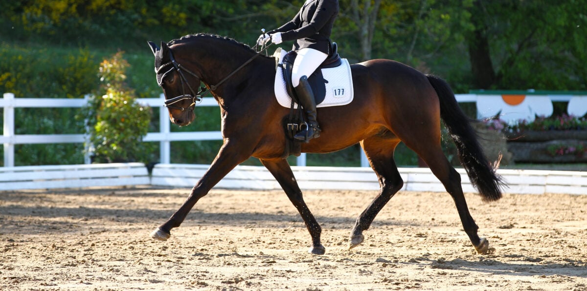 Dressage horse