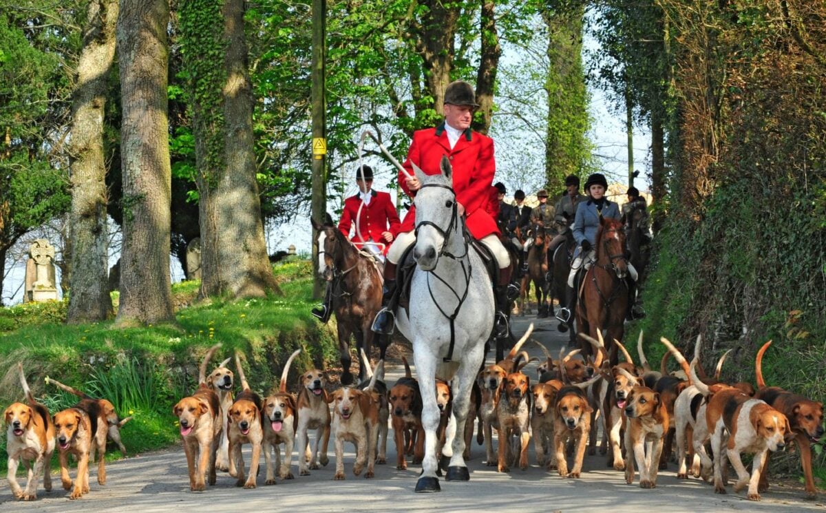 Fox hunt with hounds