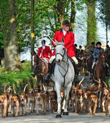 Fox hunt with hounds