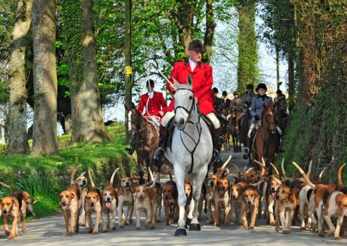 Fox hunt with hounds