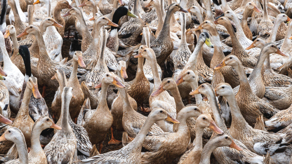 Photo shows a densely populated duck farm, as is often seen in foie gras production