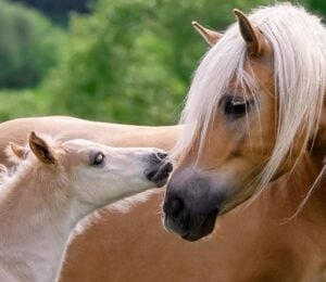 Horse and foal touching noses in a field