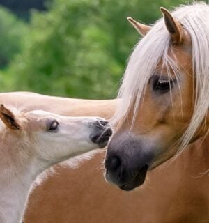 Horse and foal touching noses in a field