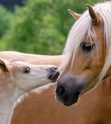 Horse and foal touching noses in a field