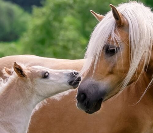 Horse and foal touching noses in a field