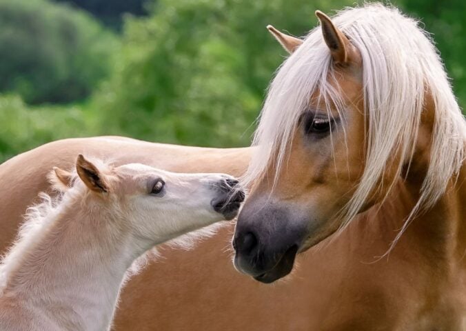 Horse and foal touching noses in a field