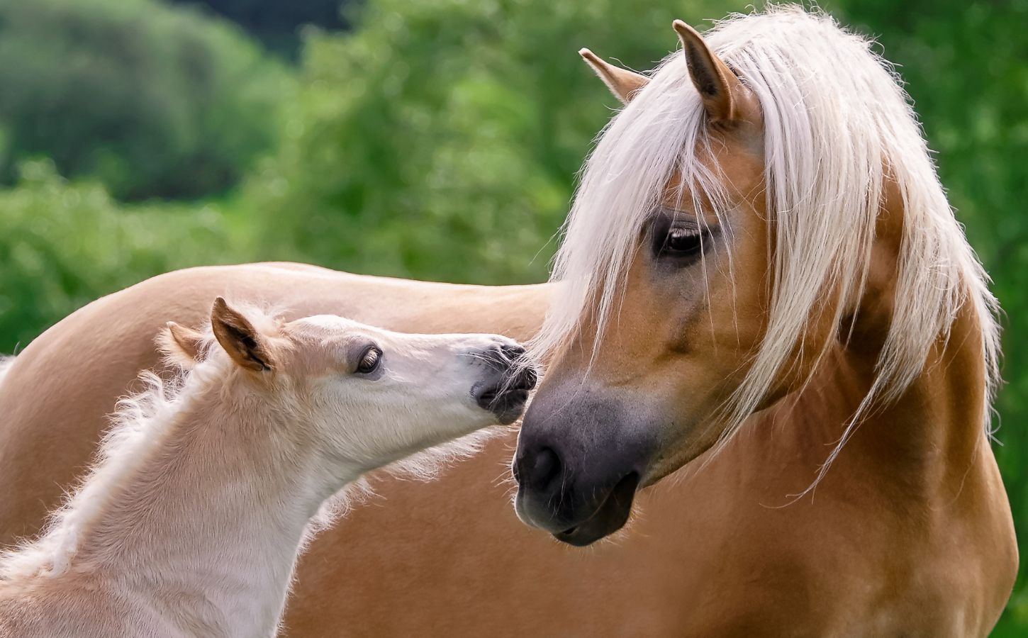 Horse and foal touching noses in a field