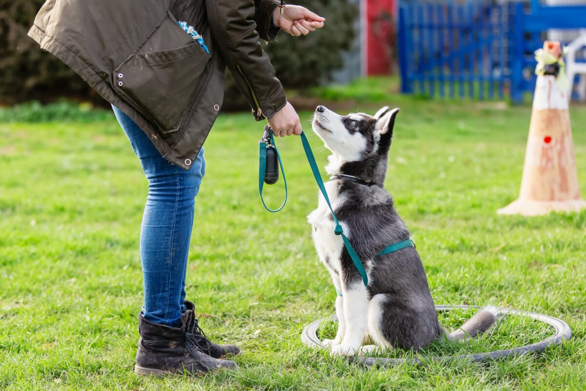 Photo shows a woman training a young husky using positive reinforcement with treats