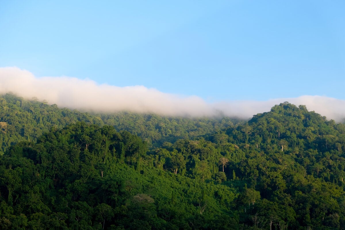 Photo shows miles of Indonesian rainforest stretching off into the distance