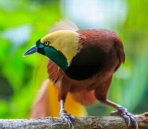 Photo shows Papua New Guinea's Lesser Bird of Paradise, or Paradisaea minor