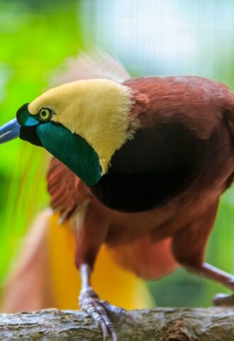 Photo shows Papua New Guinea's Lesser Bird of Paradise, or Paradisaea minor