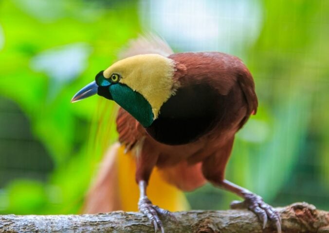 Photo shows Papua New Guinea's Lesser Bird of Paradise, or Paradisaea minor