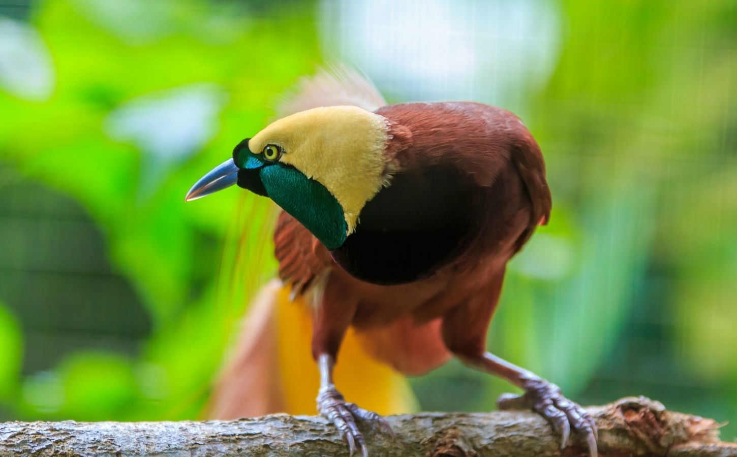 Photo shows Papua New Guinea's Lesser Bird of Paradise, or Paradisaea minor