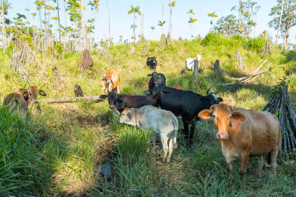 Cows in cattle pasture cut out of the rainforest in the Ecuadorian Amazon