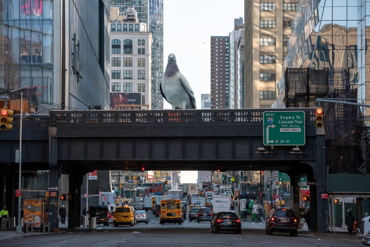 A giant pigeon statue, which will be unveiled in New York City