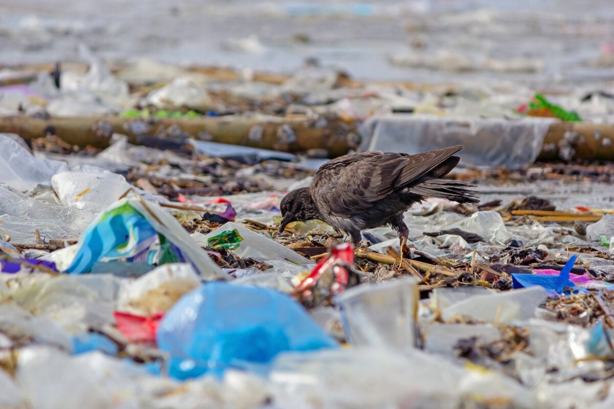 A bird walking among plastic on a UK beach