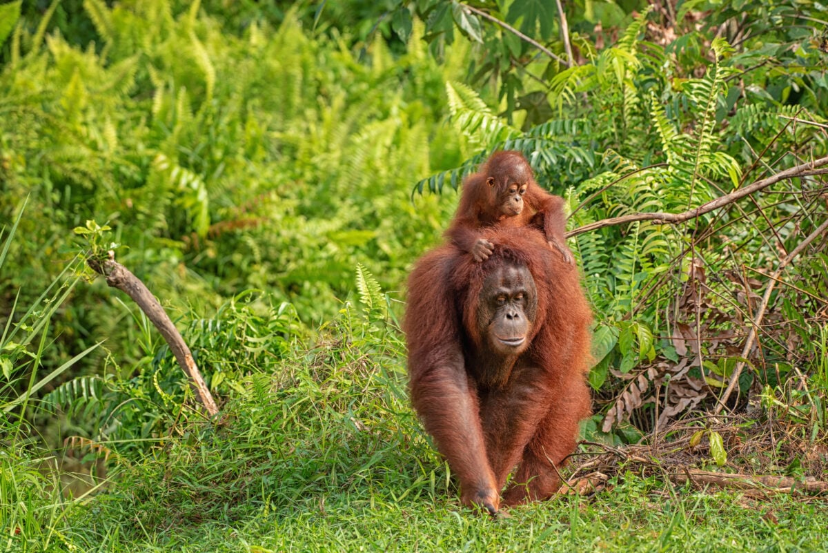 Photo shows an adult orangutan with a baby on their back against a background of green woodland