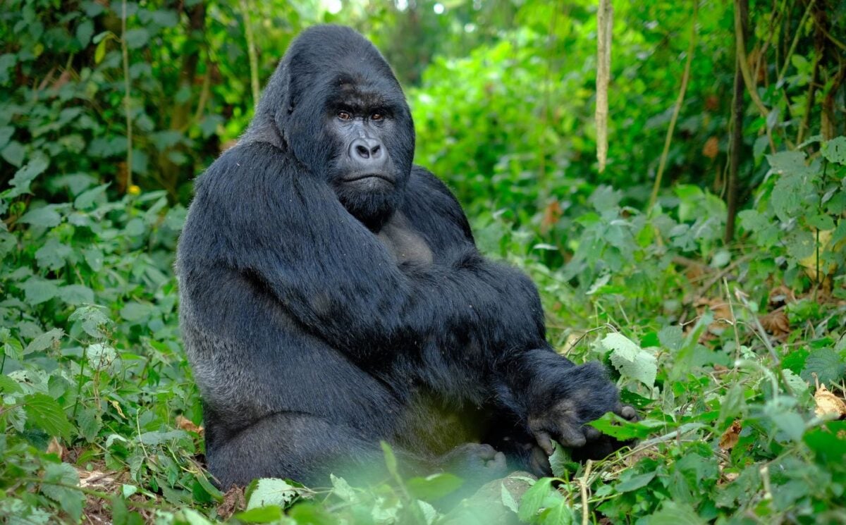 Photo shows a silverback gorilla looking into the camera against a backdrop of vibrant green forest