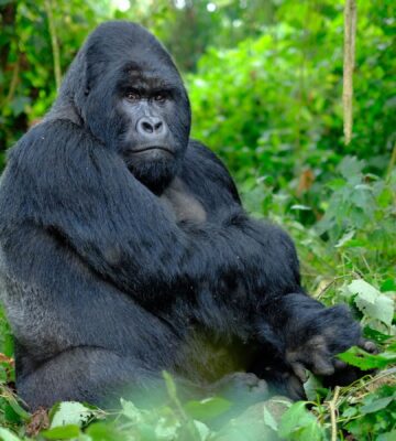 Photo shows a silverback gorilla looking into the camera against a backdrop of vibrant green forest