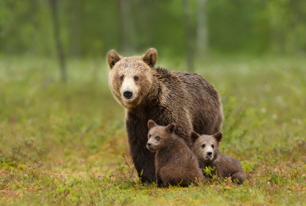 A mother brown bear with her cubs in a forest 