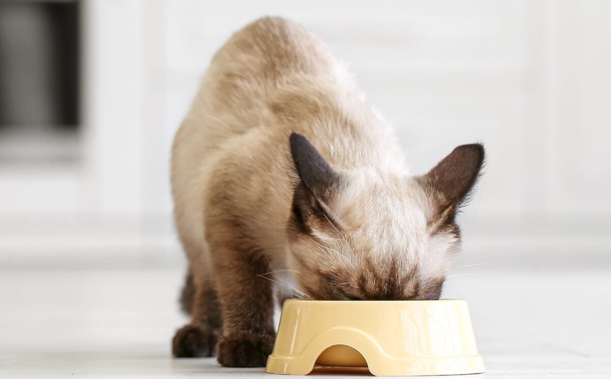 Photo shows a small white cat eating out of a yellow plastic bowl