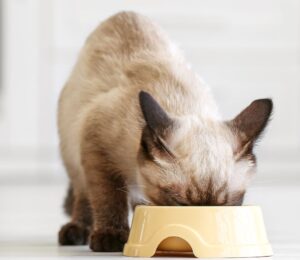 Photo shows a small white cat eating out of a yellow plastic bowl