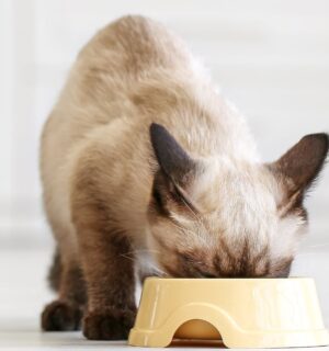 Photo shows a small white cat eating out of a yellow plastic bowl