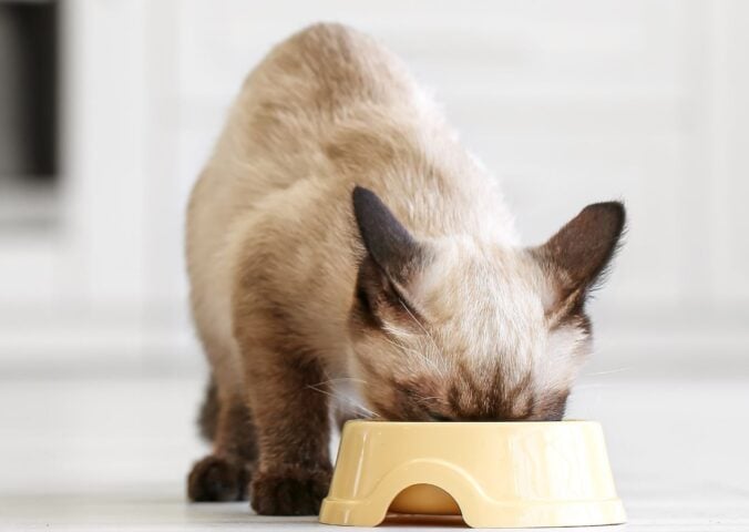 Photo shows a small white cat eating out of a yellow plastic bowl