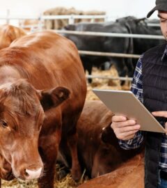 A farmer using AI at an animal farm next to some cows