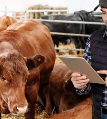 A farmer using AI at an animal farm next to some cows