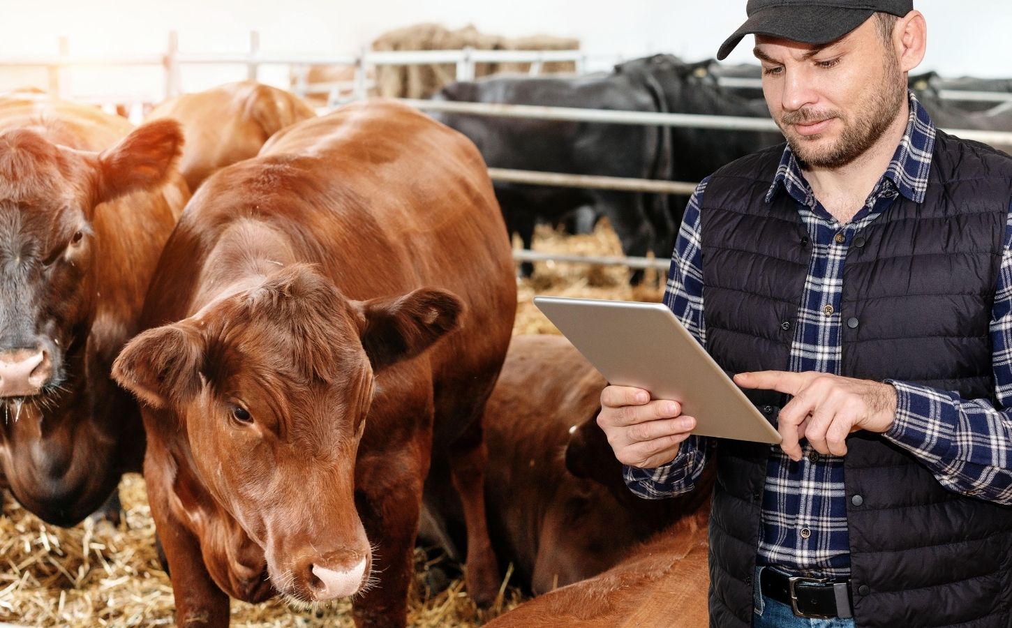 A farmer using AI at an animal farm next to some cows