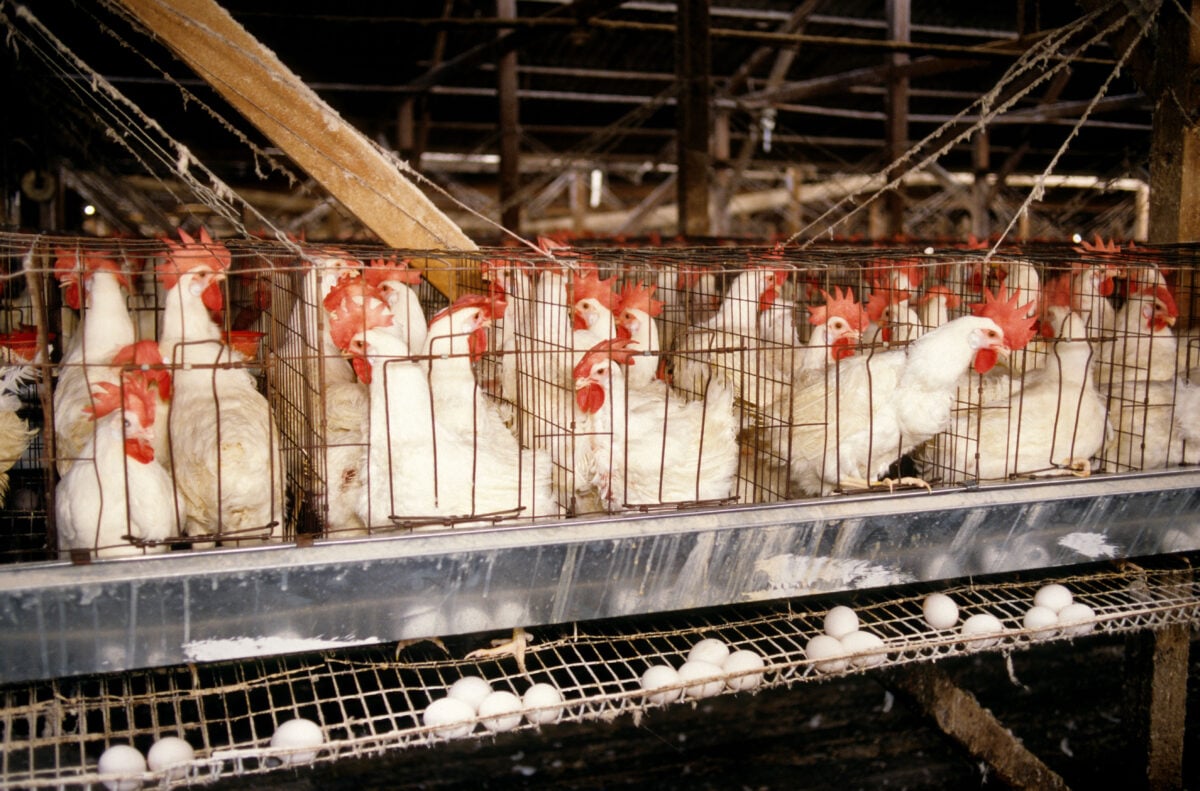 Egg-laying hens stacked into cages