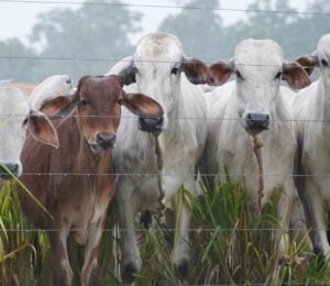 Photo shows a herd of cows being raised for beef in Brazil on land that was previously Amazon rainforest