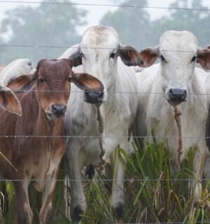 Photo shows a herd of cows being raised for beef in Brazil on land that was previously Amazon rainforest