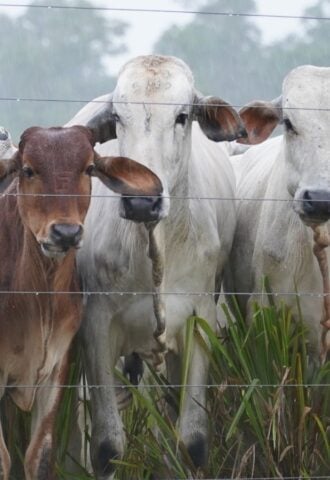 Photo shows a herd of cows being raised for beef in Brazil on land that was previously Amazon rainforest