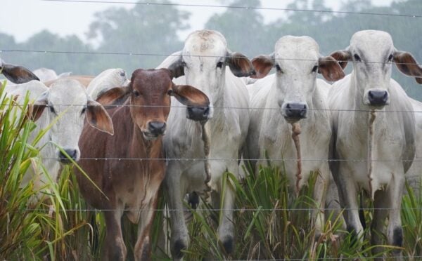 Photo shows a herd of cows being raised for beef in Brazil on land that was previously Amazon rainforest