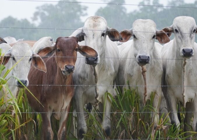 Photo shows a herd of cows being raised for beef in Brazil on land that was previously Amazon rainforest