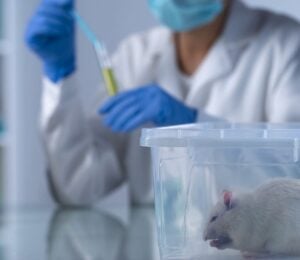 Photo shows a scientist in a white coat and blue globes filling a syring in the background while a white mouse sits in a plastic box in the foreground