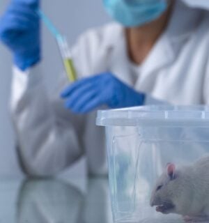 Photo shows a scientist in a white coat and blue globes filling a syring in the background while a white mouse sits in a plastic box in the foreground