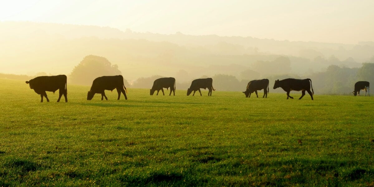 Cows in a large green field