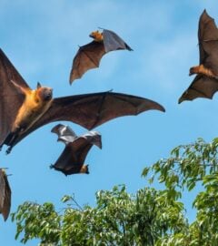 Five bats flying next to a tree with a backdrop of a bright blue sky