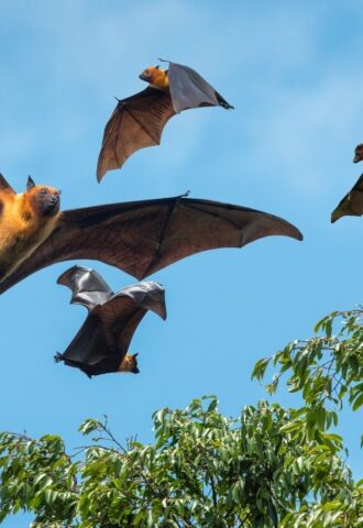 Five bats flying next to a tree with a backdrop of a bright blue sky