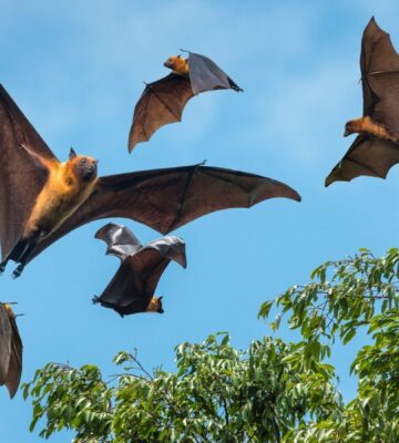 Five bats flying next to a tree with a backdrop of a bright blue sky