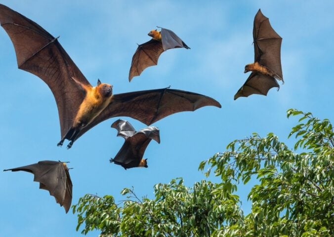 Five bats flying next to a tree with a backdrop of a bright blue sky