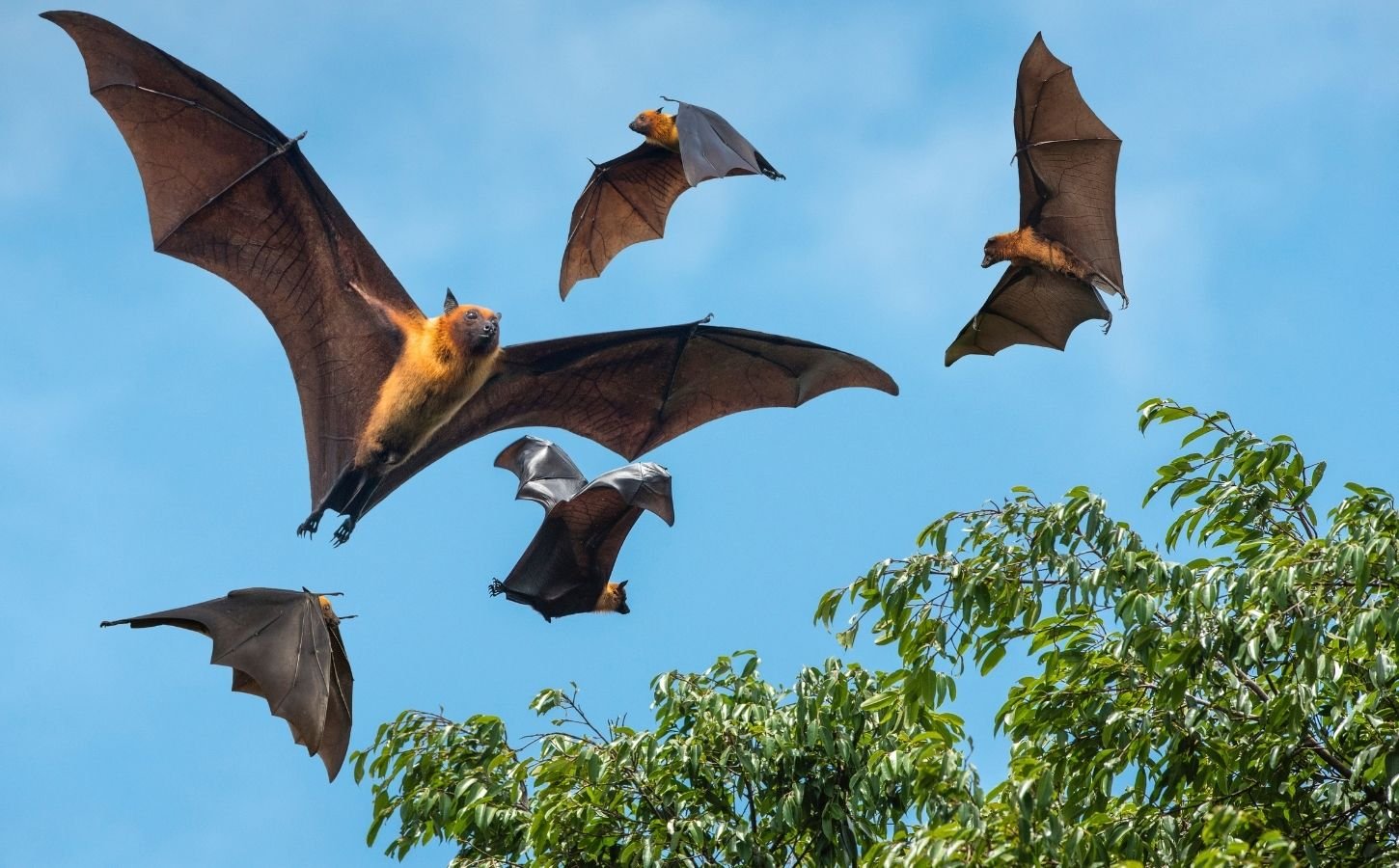 Five bats flying next to a tree with a backdrop of a bright blue sky